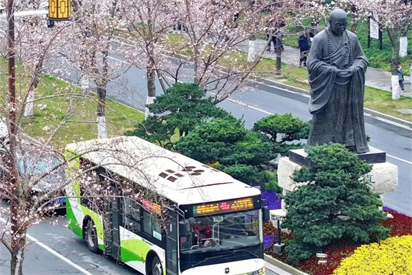 櫻花季來臨！揚州公交帶您暢游花海