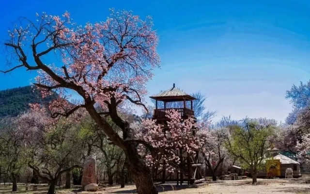 賞花攻略 來跟呼市公交一起逛春天吧
