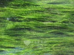 水藻有望成為人類未來的生物燃料嗎？